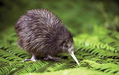 Kiwi_Chick, New Zealand