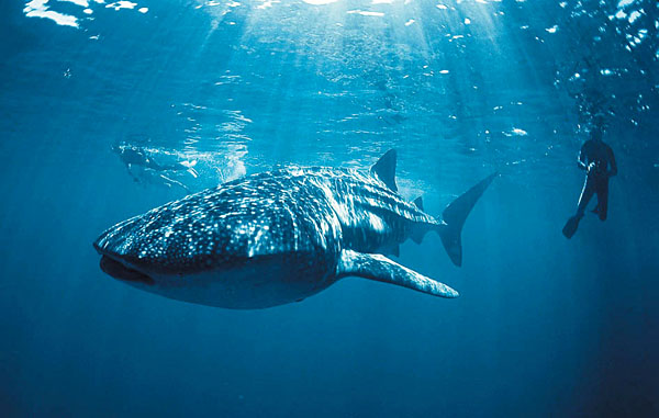 Whale Shark Ningaloo Reef Western Australia