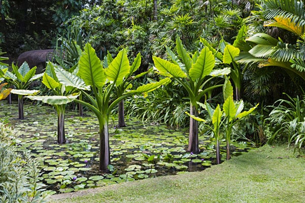 Water banana plants in Mahe's Botanical Gardens, Seychelles
