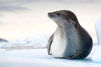 Antarctic Crabeater Seal_101889961