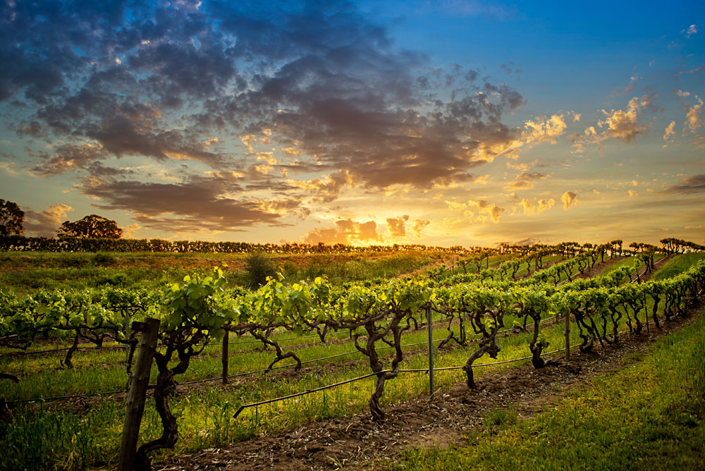 which wineries to visit in barossa valley
