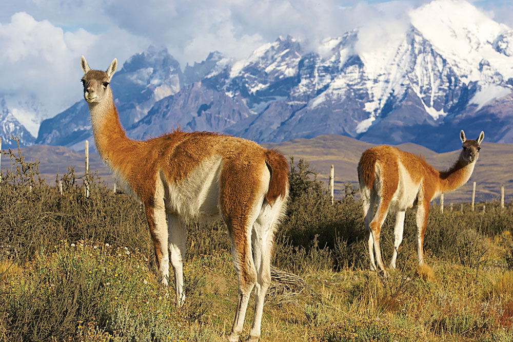 Chilean Guanacos or Patagonian Llamas in the Grass Close to Torres del Paine National Park, Chile