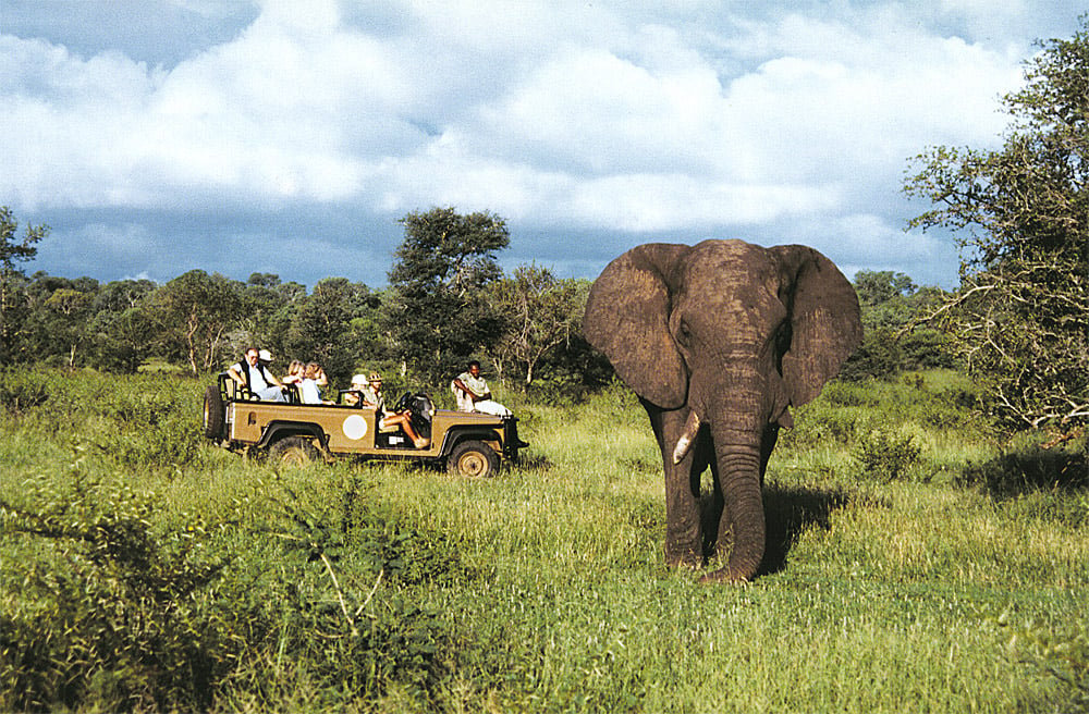 Get to Know Wildlife on a South Africa Safari | Globetrotting with Goway