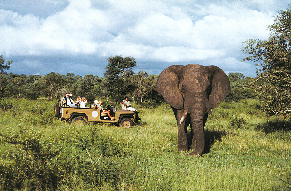Game View of Elephant, Sabi Sands, South Africa