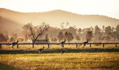 Group of Australian Kangaroos at Hunter Valley, Australia