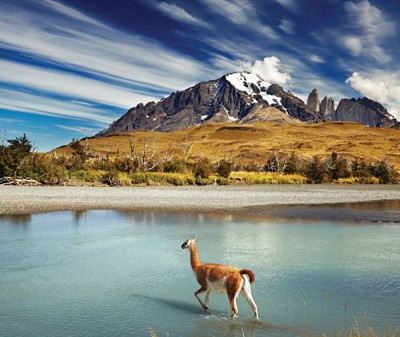 Guanaco crossing the river in Torres del Paine National Park, Chile