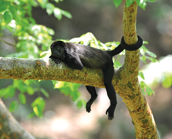 Howler Monkey in tree, Costa Rica