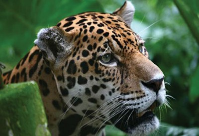 Jaguar found in the Amazon