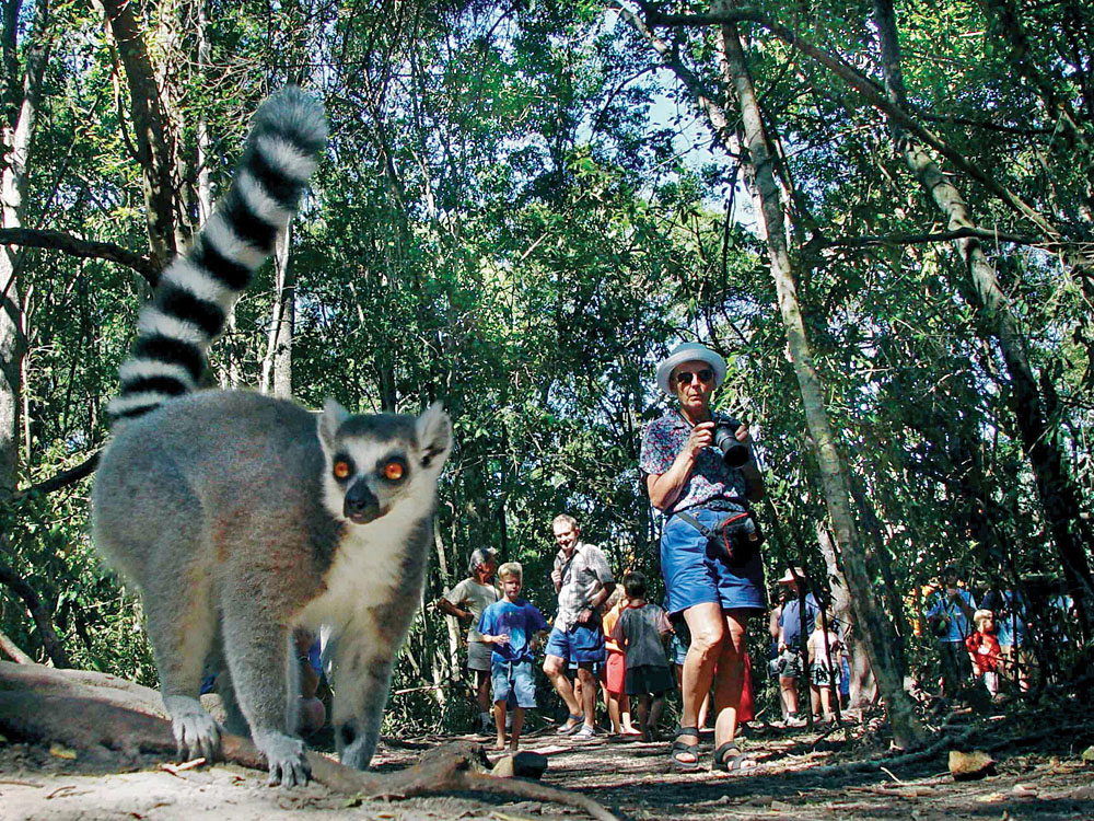 Lemur and Tourists, Madagascar