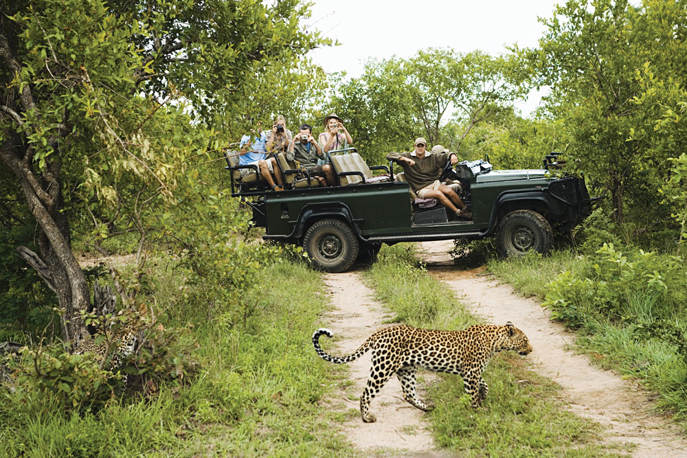Leopard Crossing Road with Tourists in Jeep, Kruger National Park