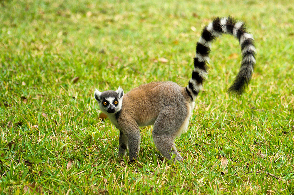 Leaping Lemurs in Madagascar | Globetrotting with Goway