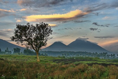 Parc de Volcans or Volcanoes National Park, Rwanda