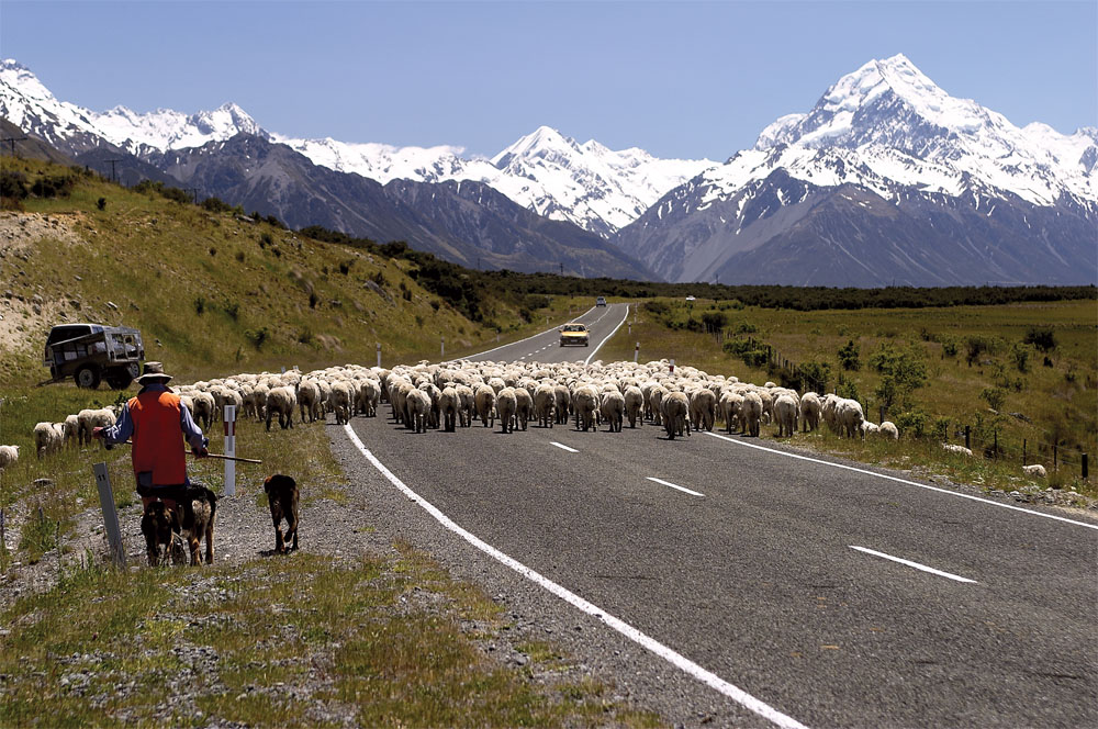Sheep Mustering - Mount Cook, New Zealand
