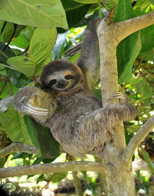Three-toe juvenile sloth