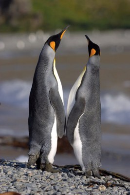 Two Emperor Penguins, Antarctica
