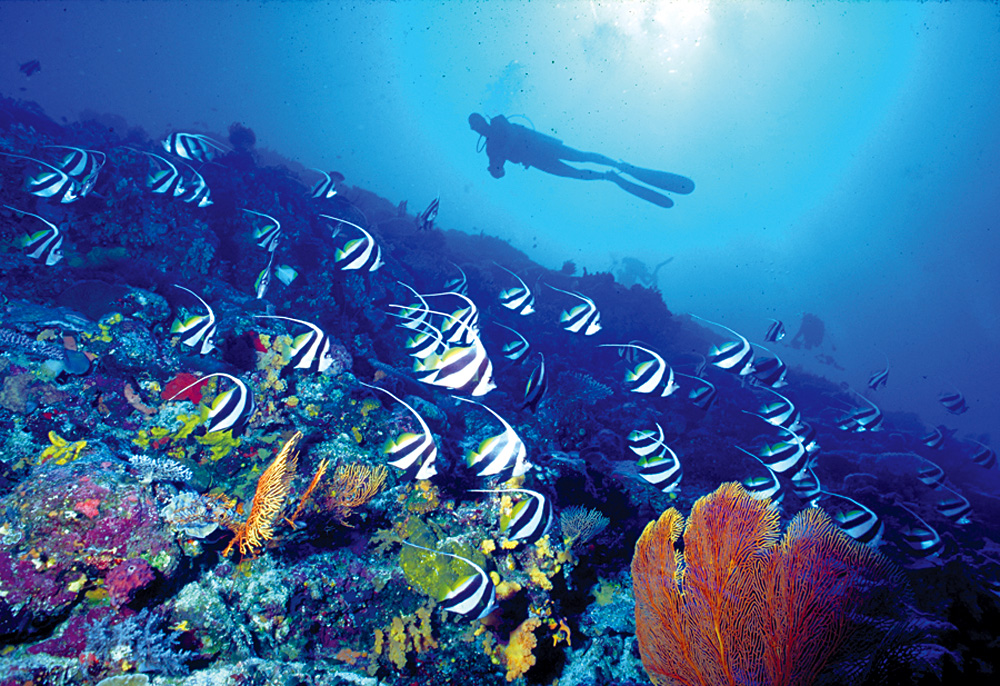 Underwater World, Fiji