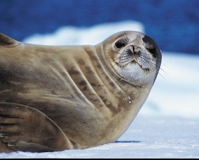 Weddel Seal Stare, Antarctica