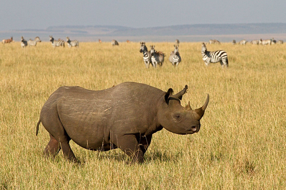 Black Rhino in Ngorongoro Crater, Tanzania
