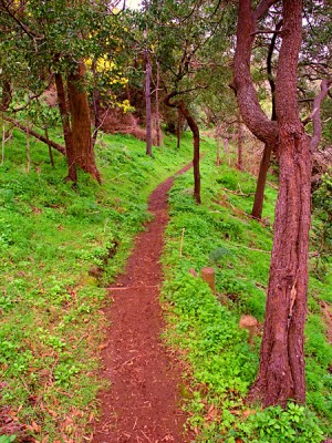 Narrow Hiking Trail through the dense plant growth at Tower Hill State Game Reserve in Victoria, Australia