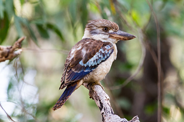 Blue-Winged Kookaburra in Kakadu, Northern Territory, Australia