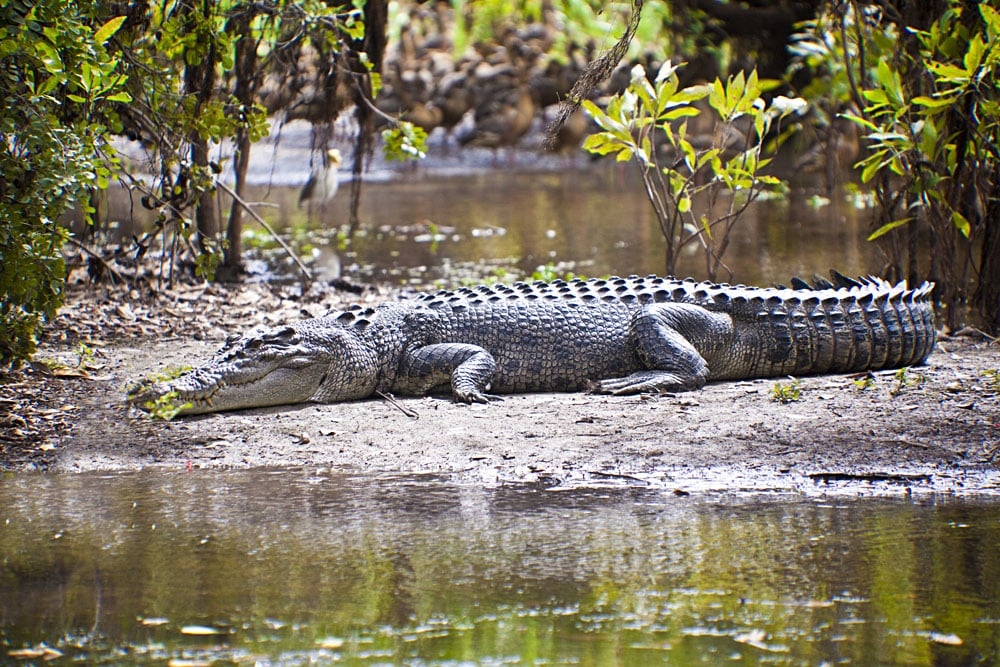 Large Saltwater Crocodile, Yellow Water Billabong, Kakadu National Park, Northern Territory, Australia