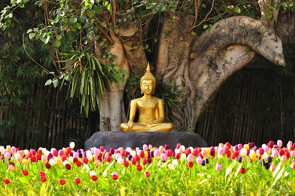 Meditation Buddha Statue Under a Bodhi Tree, Chiang Mai, Thailand