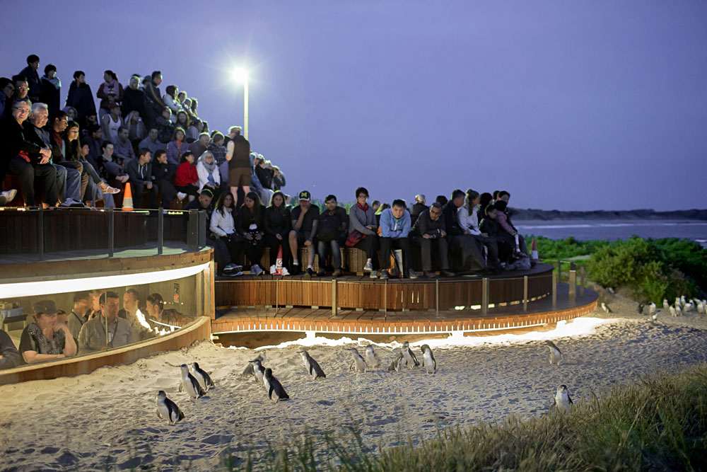 Phillip Island Penguin Parade Penguins Plus Viewing, Victoria, Australia