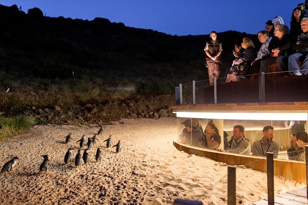 Phillip Island Penguin Parade Underground Viewing Exterior, Victoria, Australia