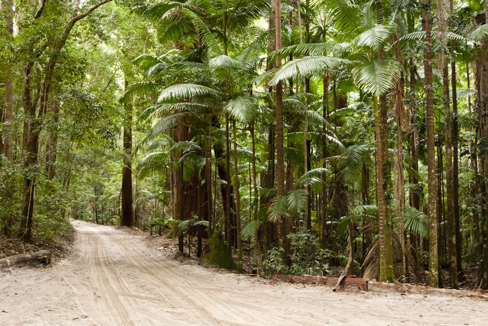 Forest Growing in the Sand, Fraser Island, Australia