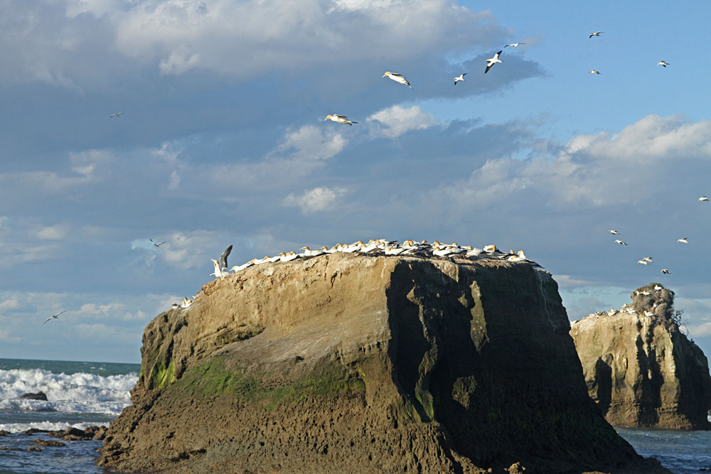 Gannet Colony at Cape Kidnappers, New Zealand