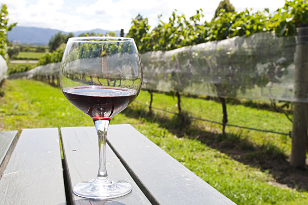 Glass of Red Wine at Vineyard, Marlborough District, Hawkes Bay Region, North Island, New Zealand
