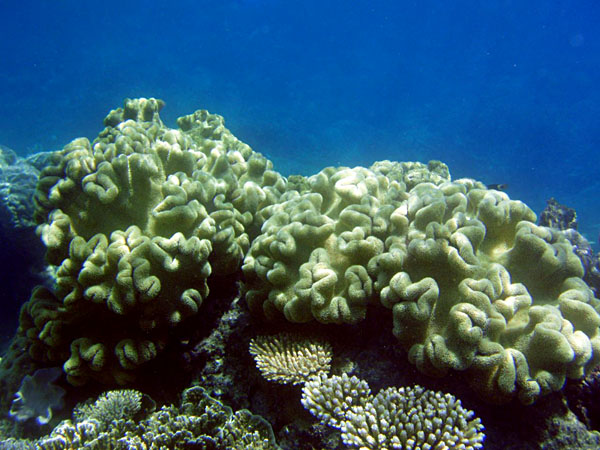 Great Barrier Reef Coral, Queensland, Australia