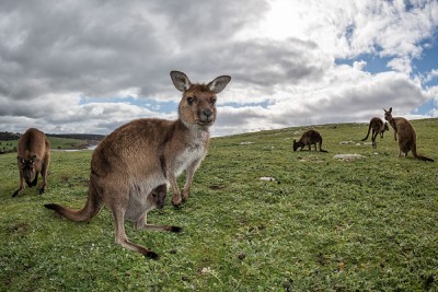 Kangaroos on Kangaroo Island, Australia