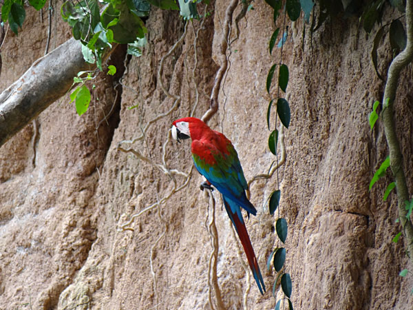 Macaw Clay Lick at the Tambopata River in the Amazon Rainforest, Peru