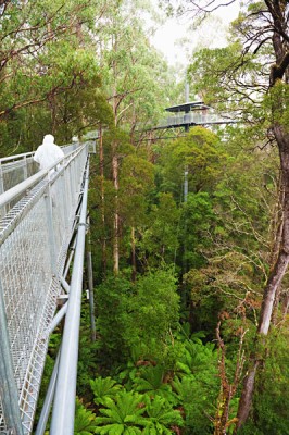 Otway Fly Steel Walkway in the Rainforest, Great Ocean Road, Australia