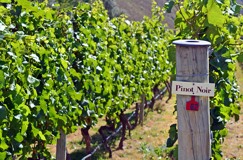 Pinot Noir Sign on Grape Vine in Gibbston Valley in Otago, South Island, New Zealand