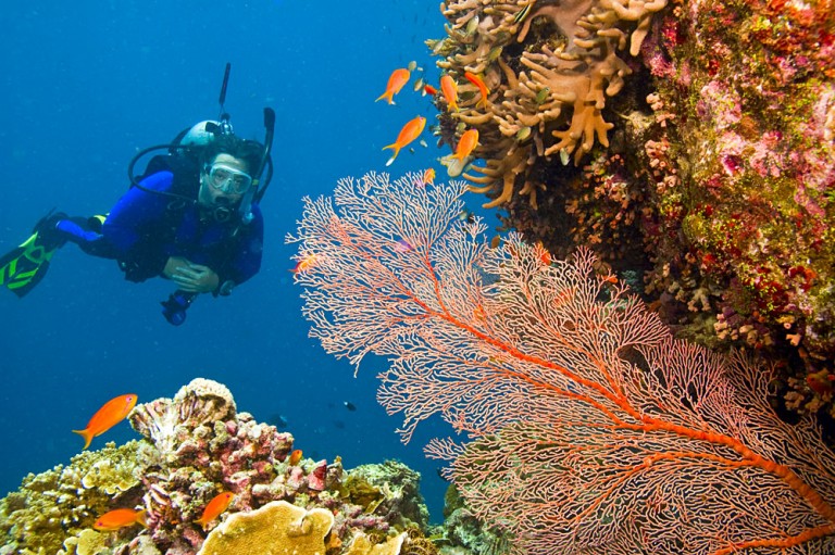 Scuba Diver Viewing Sea Life in Great Barrier Reef, Queensland, Australia