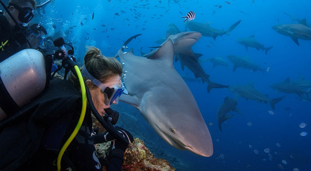 The Ultimate Shark Dive adventure in Beqa, Fiji
