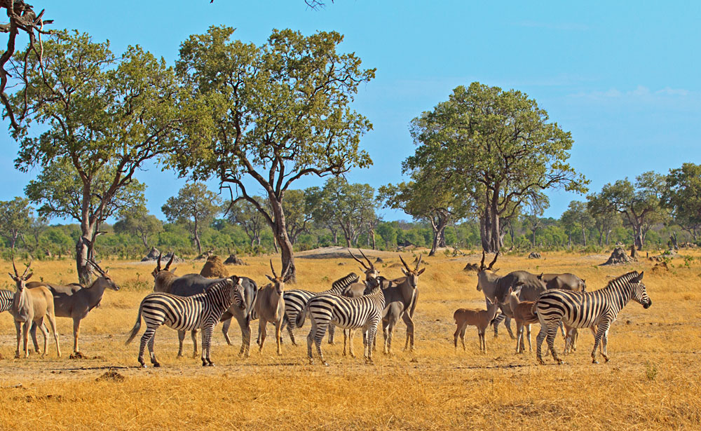 Zebras and Eland on the Plains of Hwange National Park, Zimbabwe