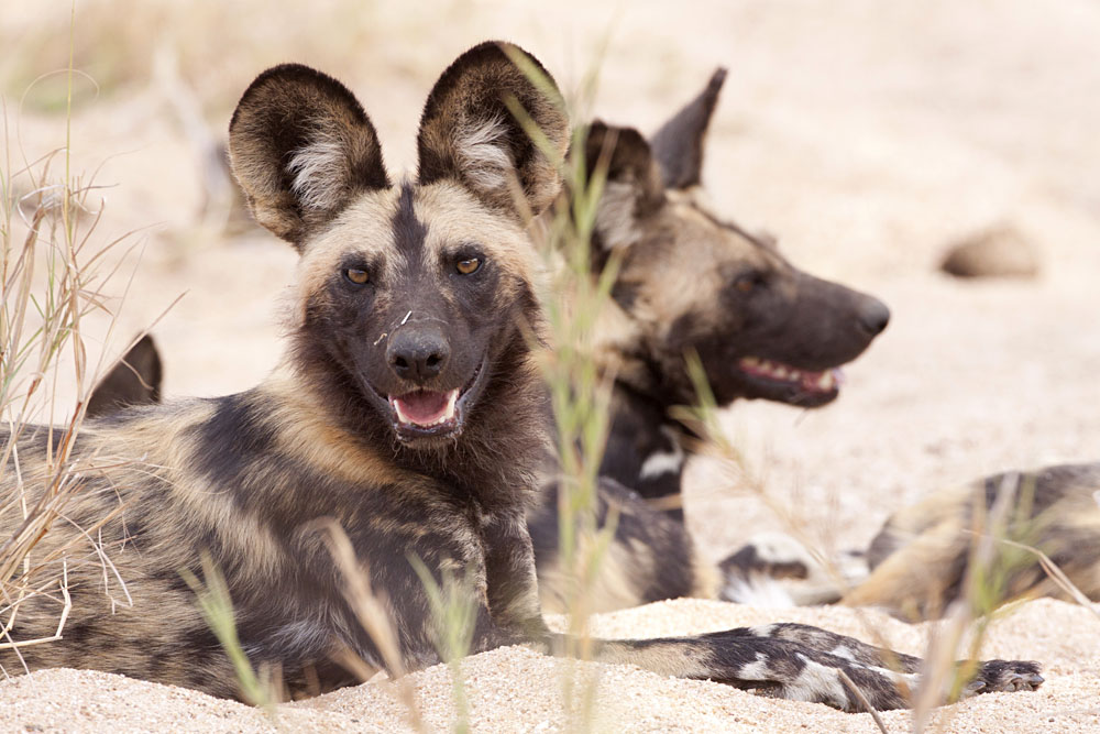 African Wild Dog Resting in a River Bed in Kruger, South Africa