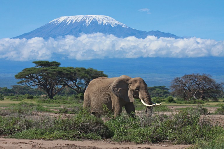 Amboseli Elephant with Views of Mt Kilimanjaro, Kenya