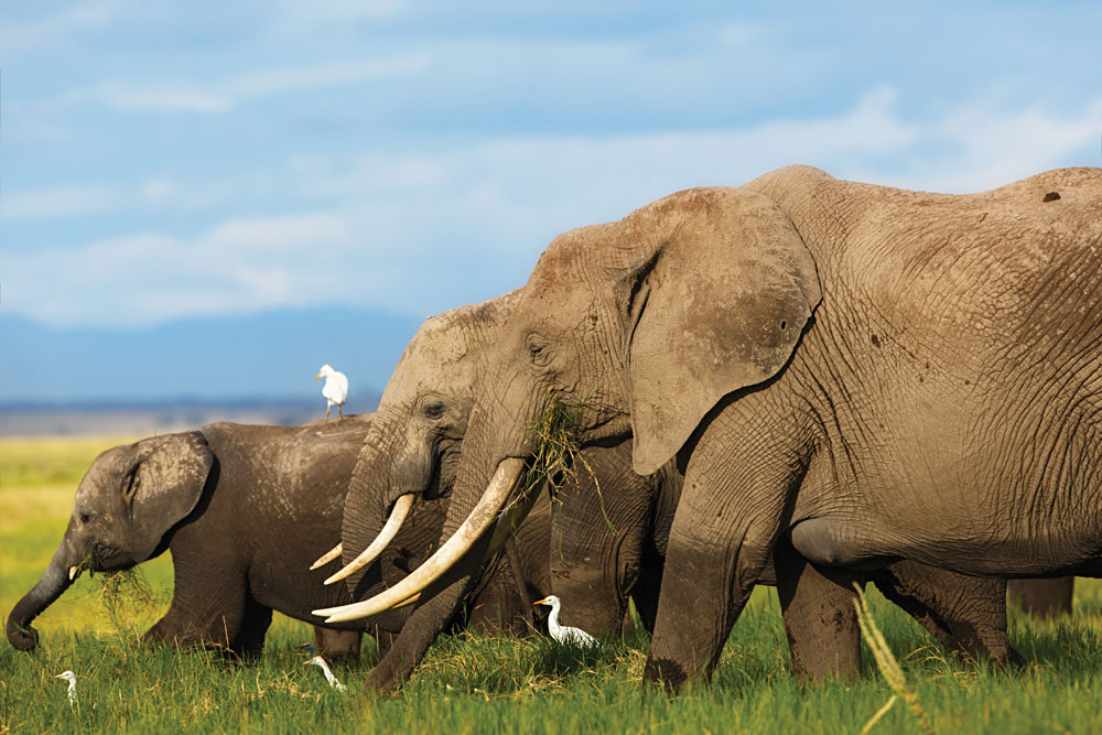 Big Elephant Cow with Daughter and Baby, Amboseli National Park, Kenya