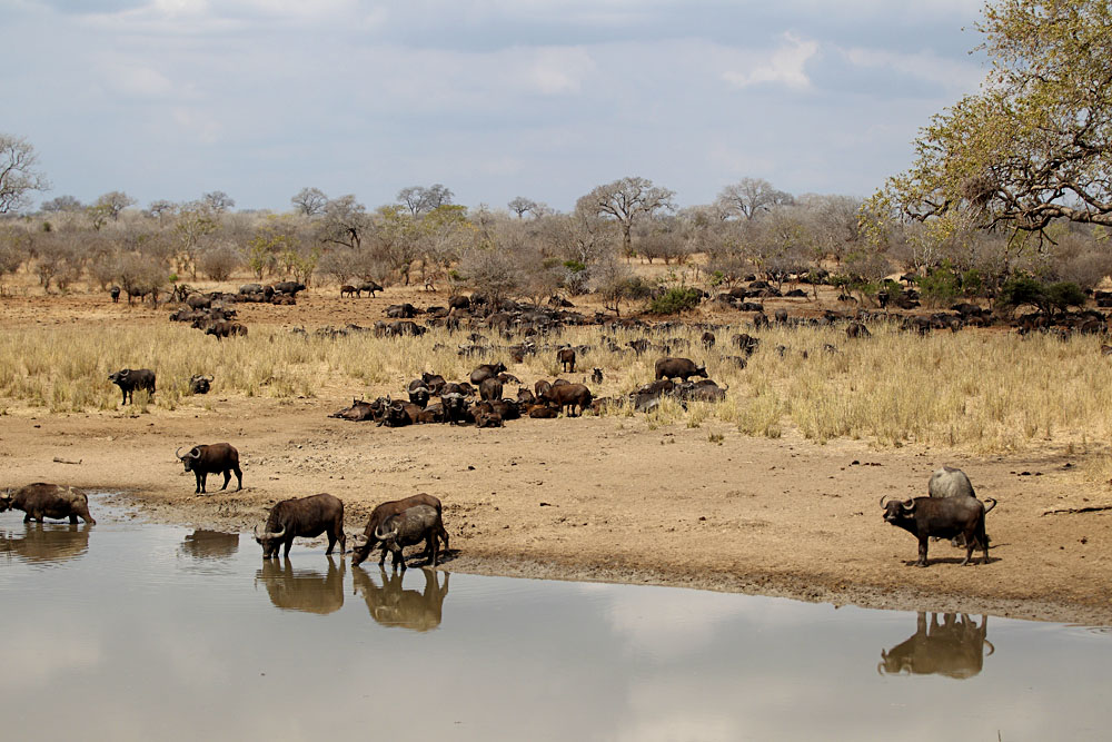 Buffalo at Waterhole in Kruger National Park, South Africa