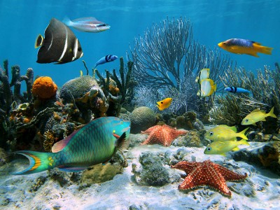 Coral Garden with Starfish and Colourful Tropical Fish, Caribbean Sea, Costa Rica