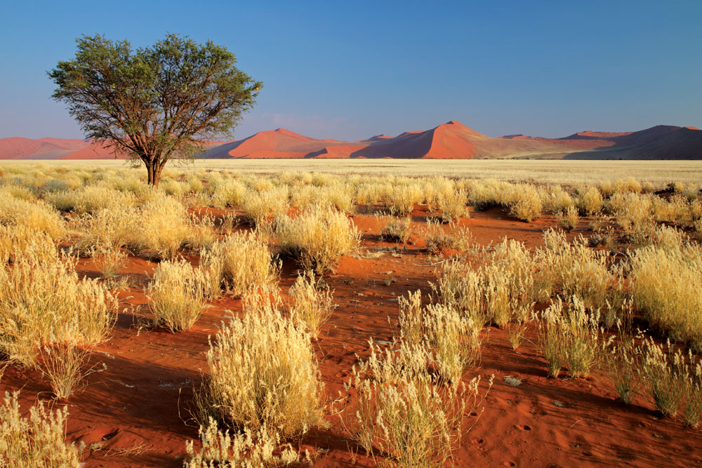 Desert Landscape and Grass, Sossusvlei Dunes, Namibia, Southern Africa