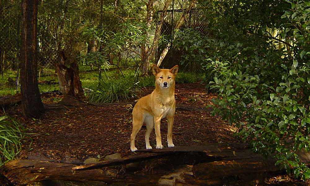 Dingo at Healesville Sanctuary, Victoria, Australia