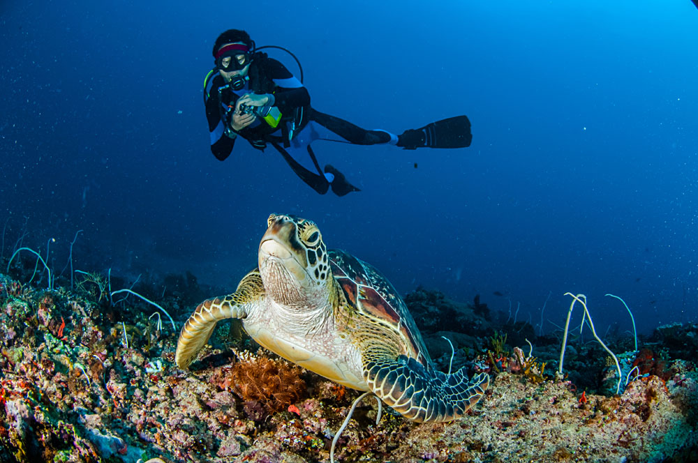 Diver and Green Turtle in Gili, Lombok, Nusa Tenggara Barat, Indonesia