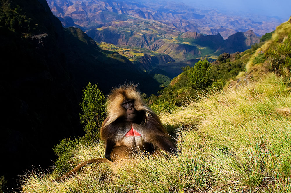 Gelada Baboon Sitting on Top of Cliff in the Semien Mountains, Ethiopia
