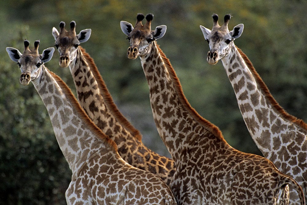 Giraffe Gang of Four in Selous National Park
