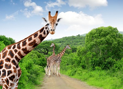 Giraffes in Kruger National Park, South Africa